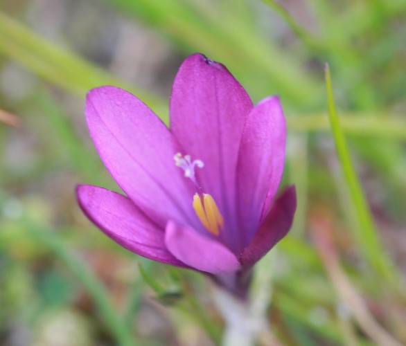 Romulea requienii  dalla Sardegna